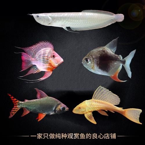 黑魚能和銀龍魚一起養嗎圖片視頻