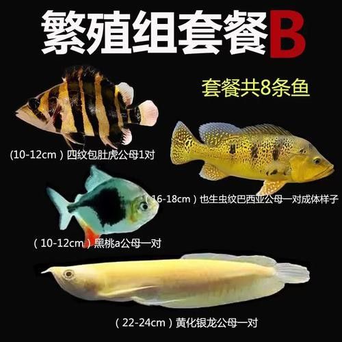黑魚能和銀龍魚一起養嗎圖片視頻