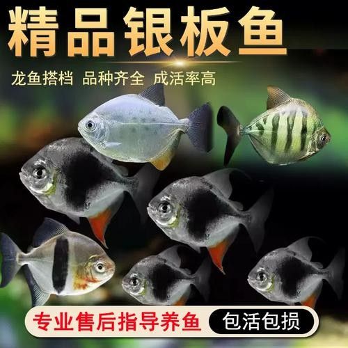 黑魚能和銀龍魚一起養嗎圖片視頻
