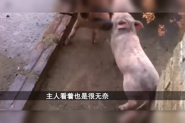 黑魚能和銀龍魚一起養嗎圖片視頻