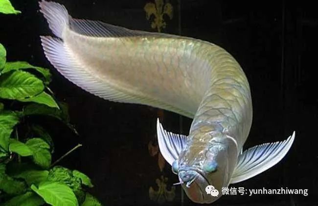 黑魚能和銀龍魚一起養嗎圖片視頻