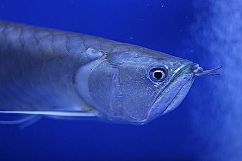 黑魚能和銀龍魚一起養嗎圖片視頻