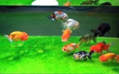 龍魚過濾棉多久洗一次：龍魚過濾棉的清洗頻率