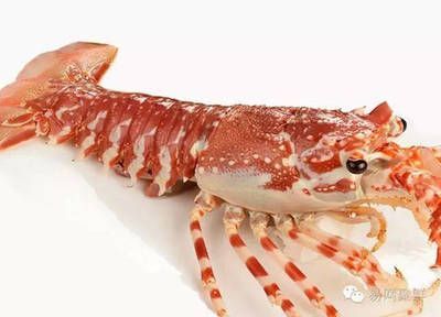 澳龍和紅龍的區別是什么：澳龍和紅龍有什么區別？