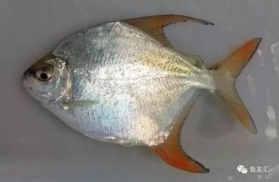 銀板魚混養(yǎng)的飼料選擇：銀板魚混養(yǎng)時(shí)的飼料選擇