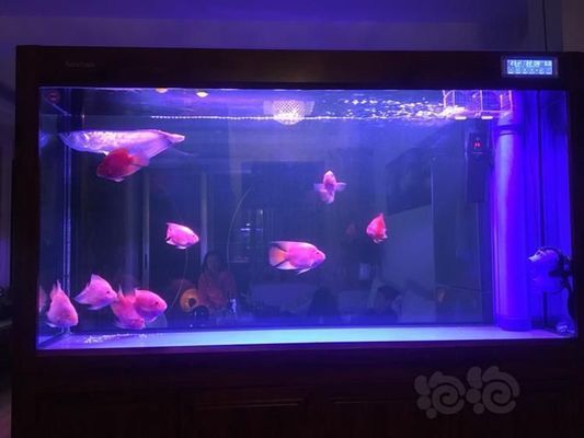 銀板魚混養(yǎng)的飼料選擇：銀板魚混養(yǎng)時(shí)的飼料選擇