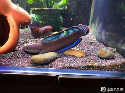龍魚尾巴被吃了能長出來嗎（龍魚尾巴受損后能否再生？） 龍魚尾巴被吃了能長出來嗎（龍魚尾巴受損后能否再生？） 龍魚百科 第4張