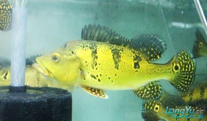 巴西亞和龍魚：巴西亞和龍魚的飼養(yǎng)注意事項