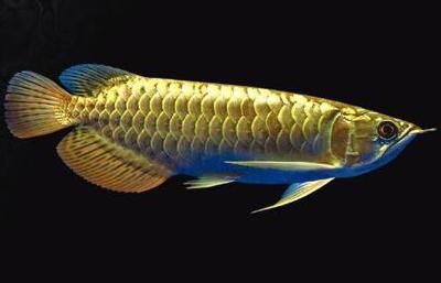 中國最大龍魚養殖場排名前十的是哪些？