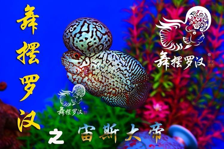 羅漢魚的價格表和圖片