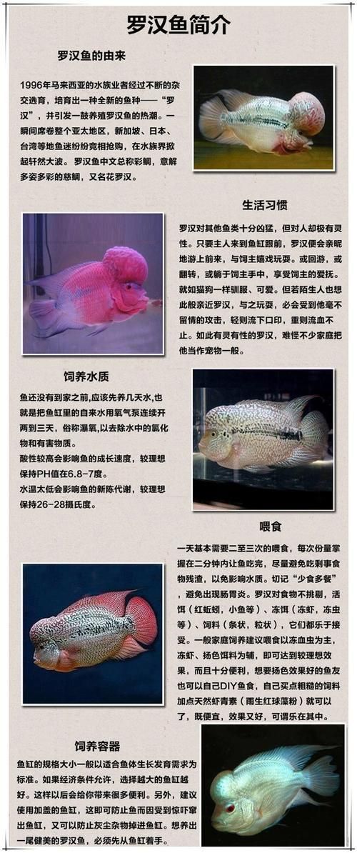 羅漢魚的價格表和圖片