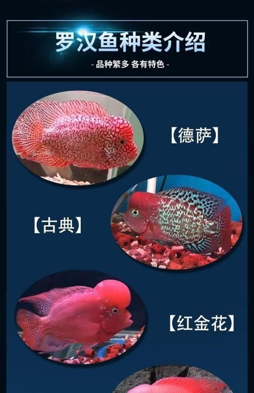 羅漢魚的價格表和圖片
