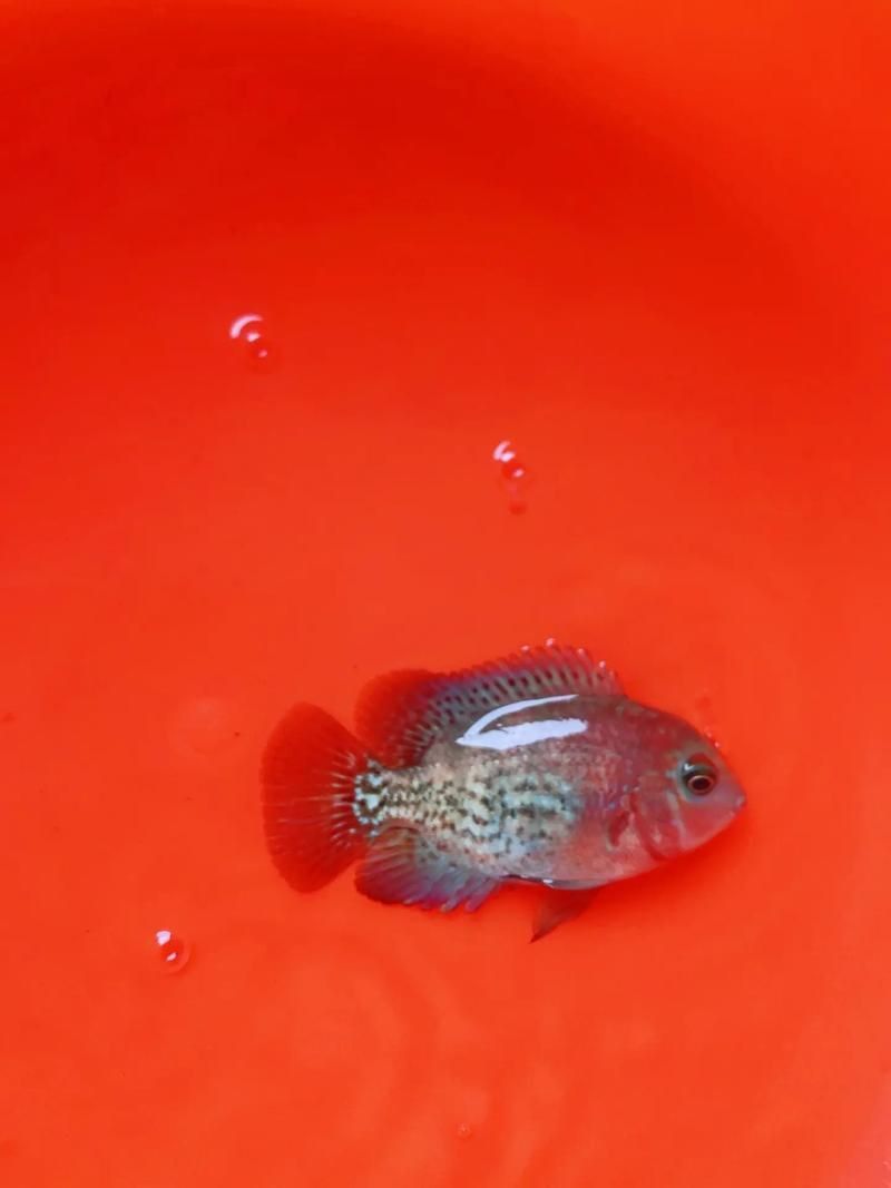 羅漢魚的價格表和圖片