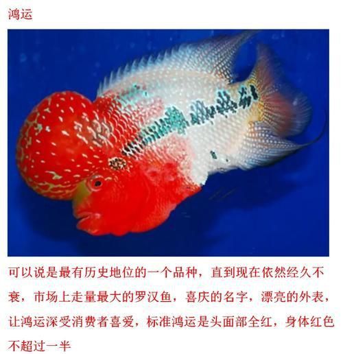 羅漢魚的價格表和圖片