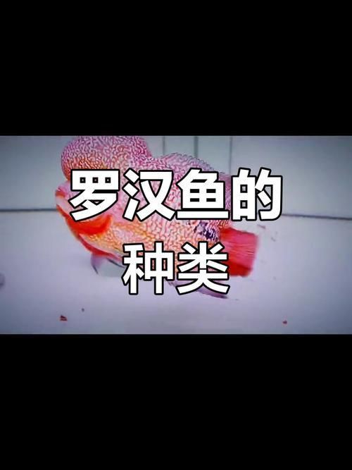 羅漢魚的價格表和圖片