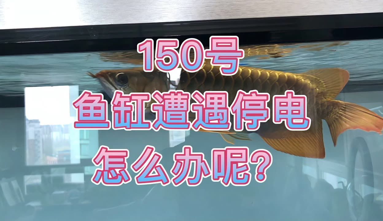 龍魚魚缸停電了怎么辦：當龍魚魚缸遭遇停電時，應立即采取措施確保魚類安全