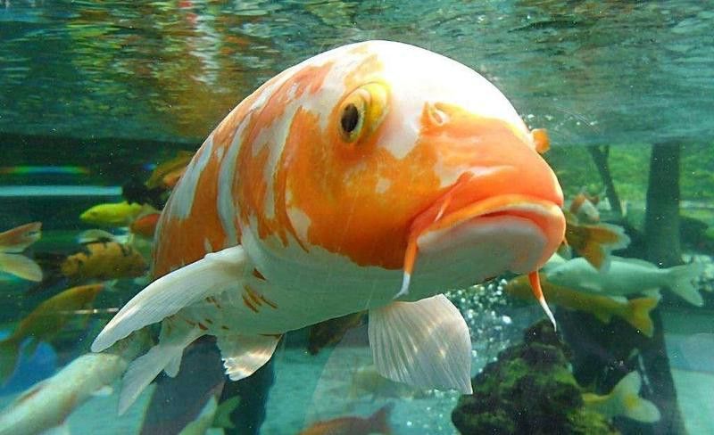 龍魚爛鰭病會傳染嗎？