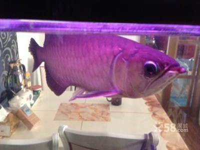金龍魚壁紙高清大圖豎屏：金龍魚壁紙下載