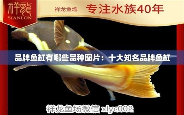 魚缸品牌大全排名圖片(仟湖of魚缸特色功能森森sunsun品牌歷史松寶sobo魚缸設計亮點) 龍魚百科 第5張 魚缸品牌大全排名圖片(仟湖of魚缸特色功能森森sunsun品牌歷史松寶sobo魚缸設計亮點) 魚缸品牌大全排名圖片(仟湖of魚缸特色功能森森sunsun品牌歷史松寶sobo魚缸設計亮點) 龍魚百科 第5張