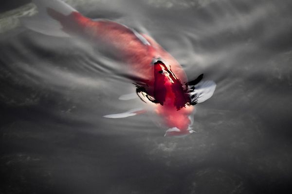 龍魚缸的ph在多少正常值內：龍魚缸ph6.5至8.5至8.5至8.5至5至8.5
