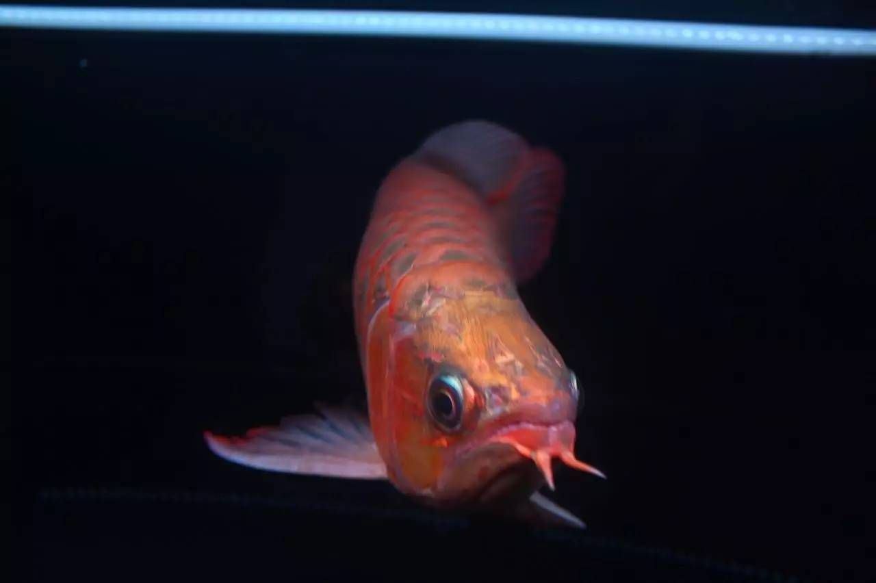 紅龍魚最小魚缸尺寸是多少（紅龍魚最小魚缸尺寸）