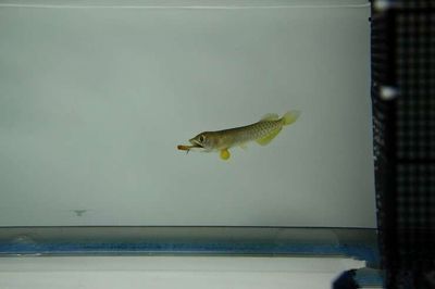 龍魚在多少溫度適合繁殖：龍魚在多少溫度下適合繁殖 龍魚在多少溫度適合繁殖：龍魚在多少溫度下適合繁殖 龍魚百科 第2張