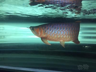 龍魚40公分吃什么發色好：龍魚40公分吃什么發色好呢？