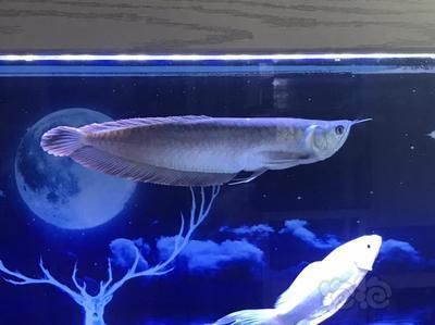 龍魚40公分吃什么發色好：龍魚40公分吃什么發色好呢？