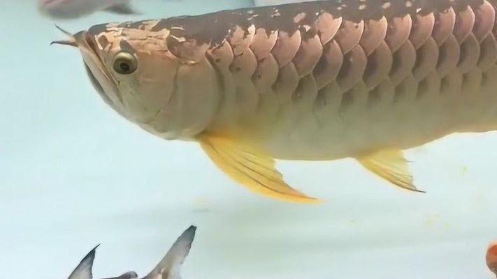 龍魚的產(chǎn)蛋時間和繁殖周期受到多種因素影響，龍魚養(yǎng)多久能產(chǎn)蛋：龍魚產(chǎn)蛋時間和繁殖周期受到多種因素影響，龍魚養(yǎng)多久能產(chǎn)蛋