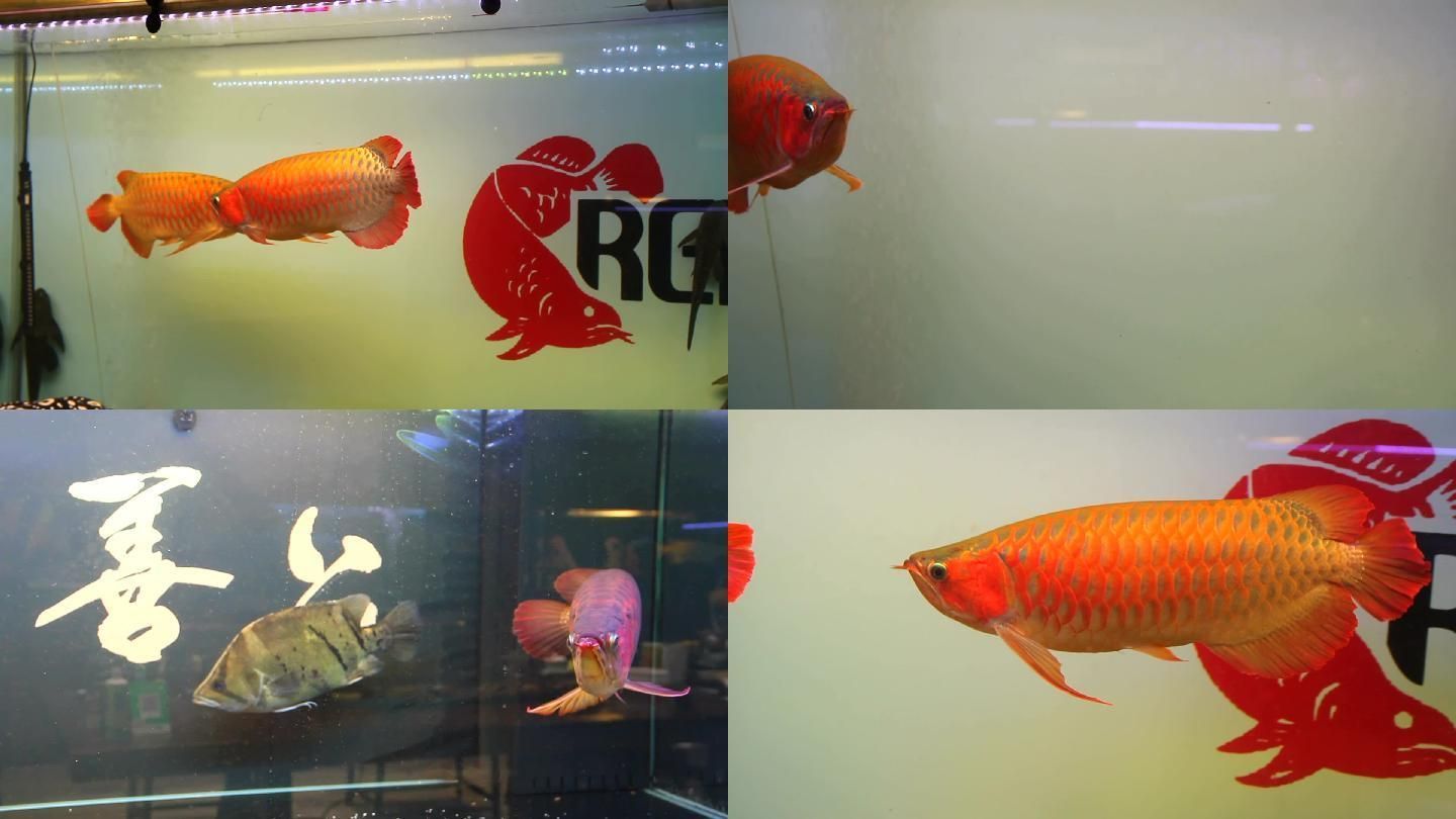 紅金龍魚什么時候變紅色：紅金龍魚什么時候開始變紅色