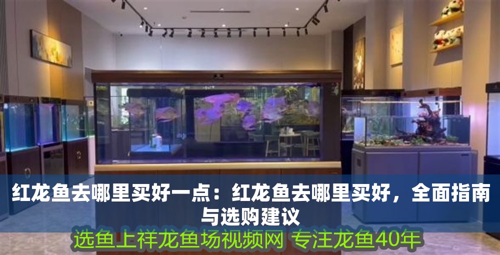 紅龍魚去哪里買好一點：紅龍魚去哪里買好，全面指南與選購建議