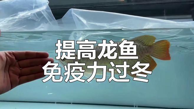金龍魚常見疾病預防