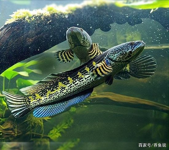 雷龍魚吃鳑鲏魚嗎