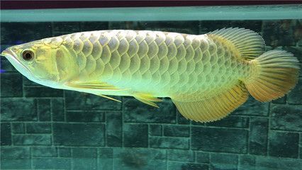 紅龍魚燈正確擺放位置：紅龍魚燈正確擺放位置對于促進紅龍魚的發色和健康生長至關重要