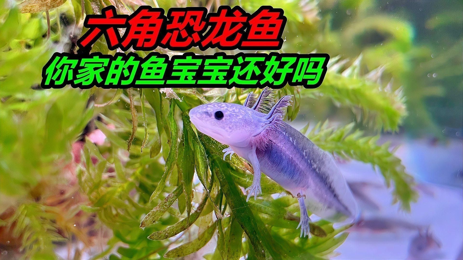 如何飼養(yǎng)六角恐龍魚(yú)