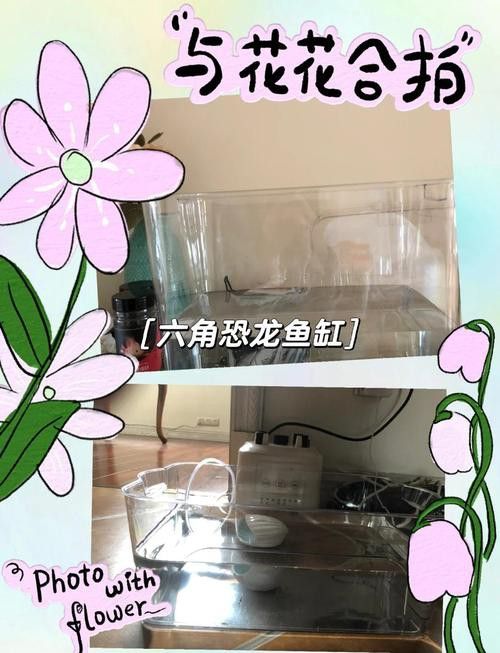 六角恐龍魚混養(yǎng)魚最佳搭配