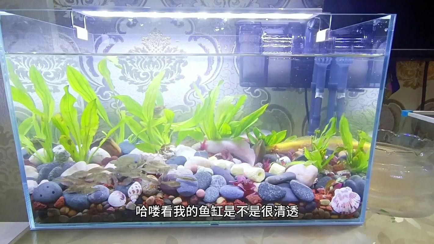 六角恐龍魚混養(yǎng)魚最佳搭配