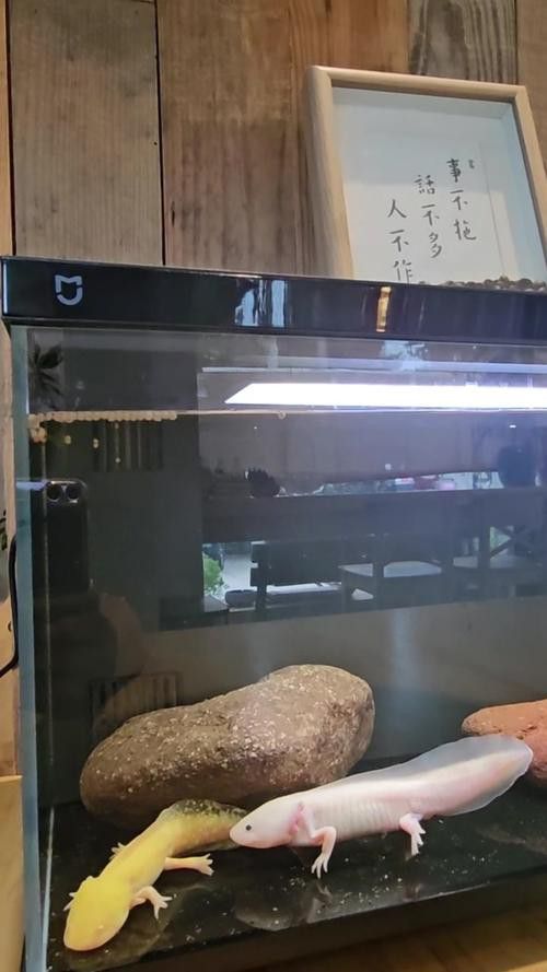 六角恐龍魚混養(yǎng)魚最佳搭配
