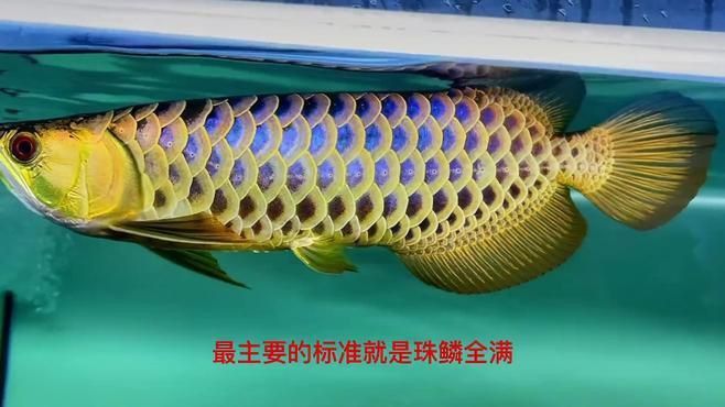如何鑒別金龍魚的稀有度？