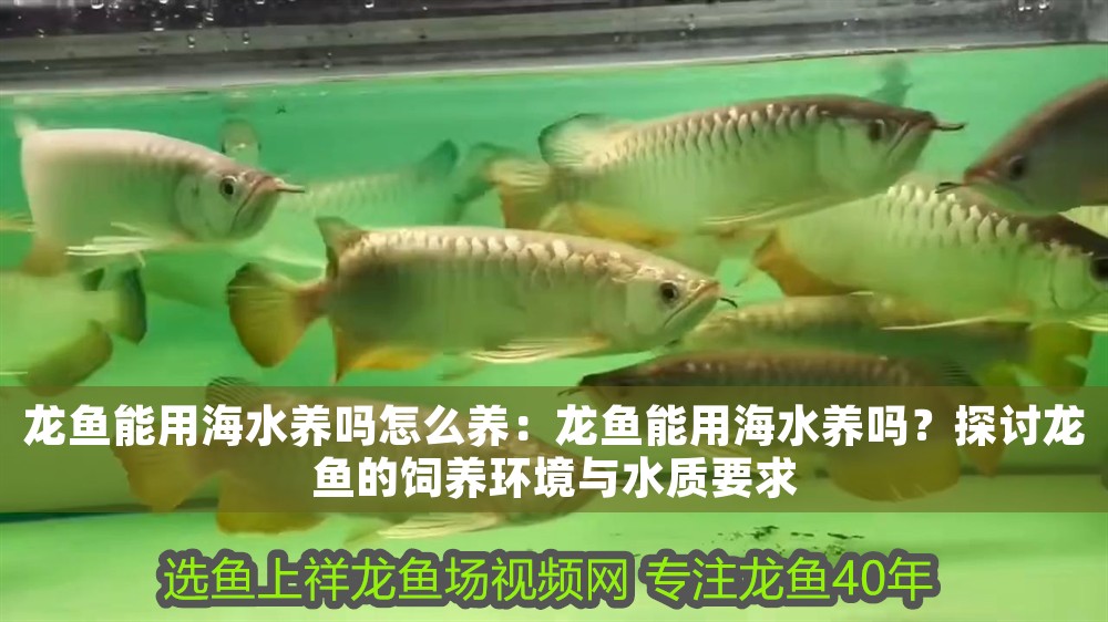 龍魚能用海水養嗎怎么養：龍魚能用海水養嗎？探討龍魚的飼養環境與水質要求