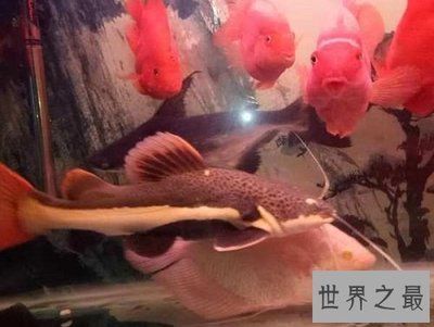 招財(cái)貓魚和紅龍魚混養(yǎng)（招財(cái)貓魚和紅龍魚可以混養(yǎng)嗎？）