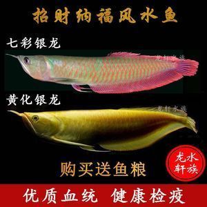 銀龍魚大還是七彩龍魚大（銀龍魚和七彩龍魚在體型上并沒有顯著的區(qū)別并沒有顯著的區(qū)別）