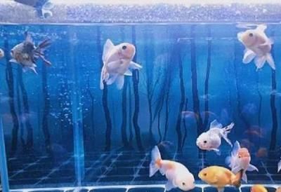 魚缸水發黃清澈正常嗎（魚缸水質惡化如何急救魚缸水黃影響魚類健康嗎如何選擇合適的水質凈化劑）