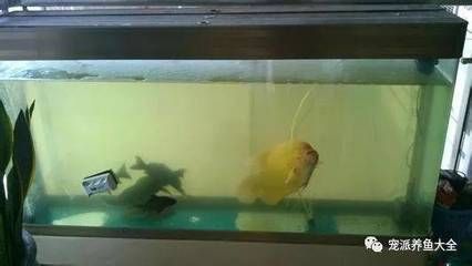 魚缸水發黃清澈正常嗎（魚缸水質惡化如何急救魚缸水黃影響魚類健康嗎如何選擇合適的水質凈化劑）