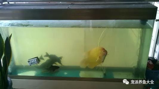 魚缸水發黃清澈正常嗎（魚缸水質惡化如何急救魚缸水黃影響魚類健康嗎如何選擇合適的水質凈化劑）
