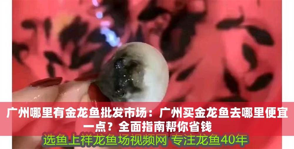 廣州哪里有金龍魚批發(fā)市場：廣州買金龍魚去哪里便宜一點(diǎn)？全面指南幫你省錢