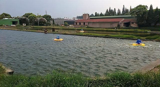 龍魚驅蟲后需要多久恢復