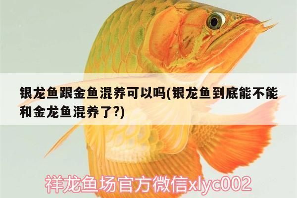 銀龍魚苗與金魚苗混養可行性：銀龍魚苗與金魚苗混養的可行性是一個值得探討的問題