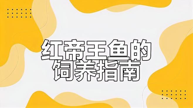 紅帝王雷龍魚百科視頻大全
