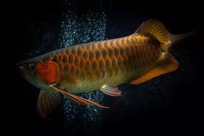 龍魚燈放什么位置好養活：龍魚夜間照明的最佳方案